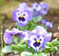 BluetenII