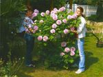 Fruehling in Dresden