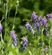 Sommerbluete
